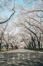 糖心成人app安卓-探索糖心成人app安卓应用，多元化体验的隐秘花园